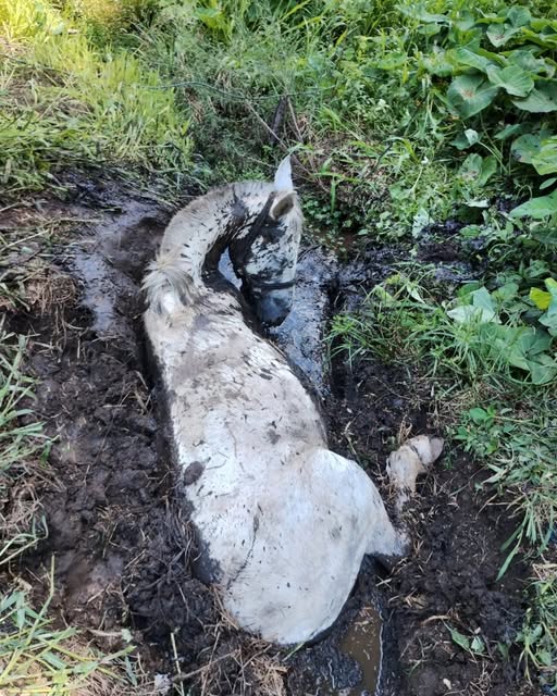 CAVALO É RESGATADO EM IRINEÓPOLIS APÓS CAIR EM VALA