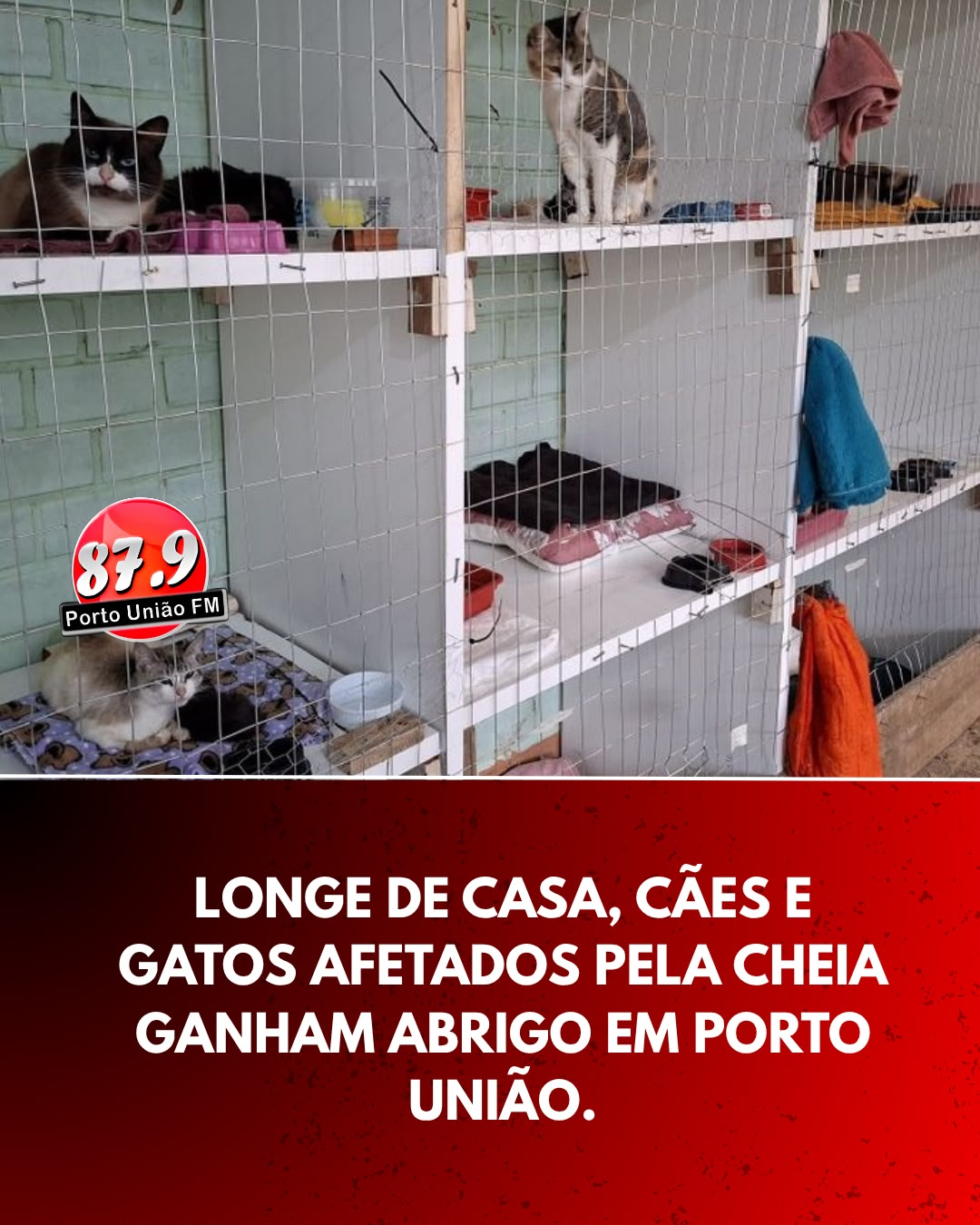 Porto União estrutura abrigo municipal para acolher animais de famílias afetadas pela cheia