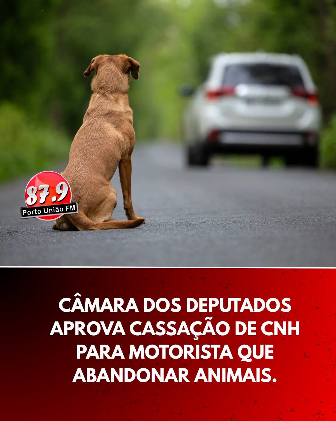 Câmara aprova projeto que aumenta punições para abandono de animais com veículos