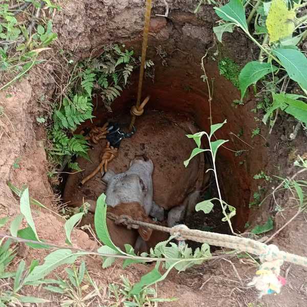 BEZERRO É SALVO POR BOMBEIROS APÓS CAIR EM BURACO EM RIO NEGRINHO-SC