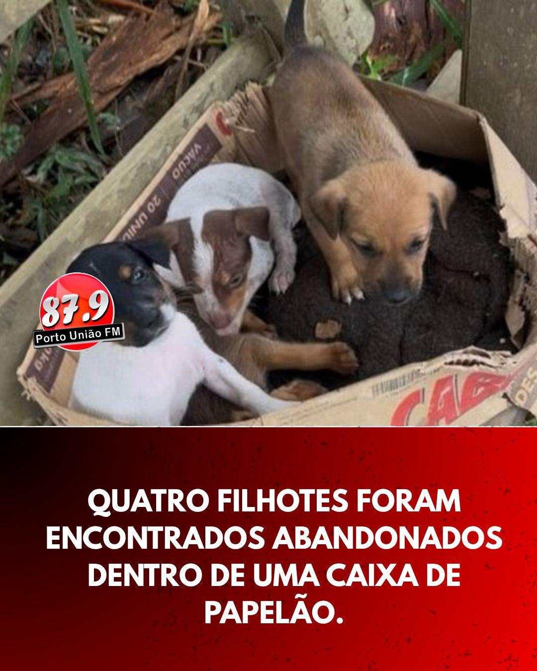 Filhotes são resgatados após abandono no interior de Porto União