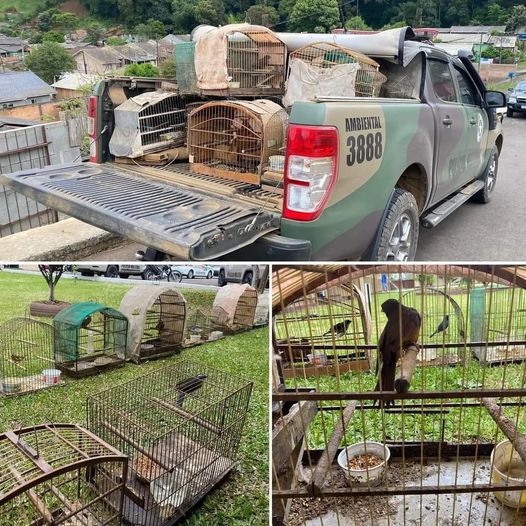 Polícia Militar Ambiental flagra pássaros em cativeiro no município de Caçador