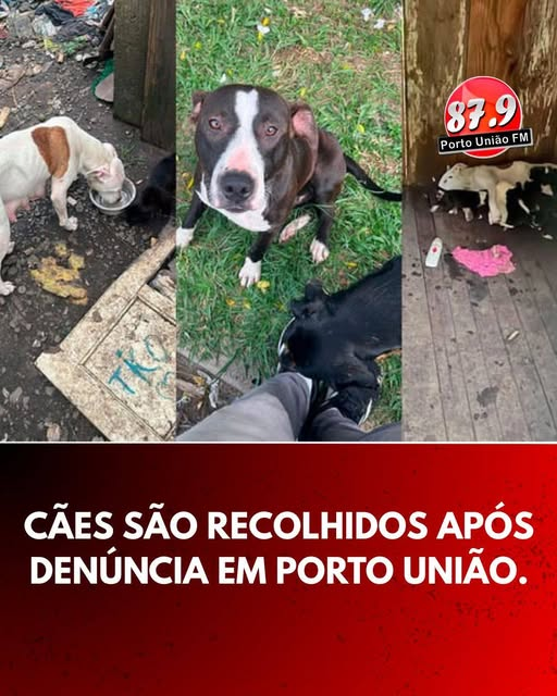 PM e Defesa Animal recolhem cães em situação de maus-tratos no bairro Santa Rosa